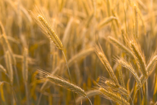 Rye ears grow on a farm field. Natural background pattern. Wheat field.