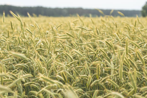 Rye ears grow on a farm field. Natural background pattern. Wheat field.