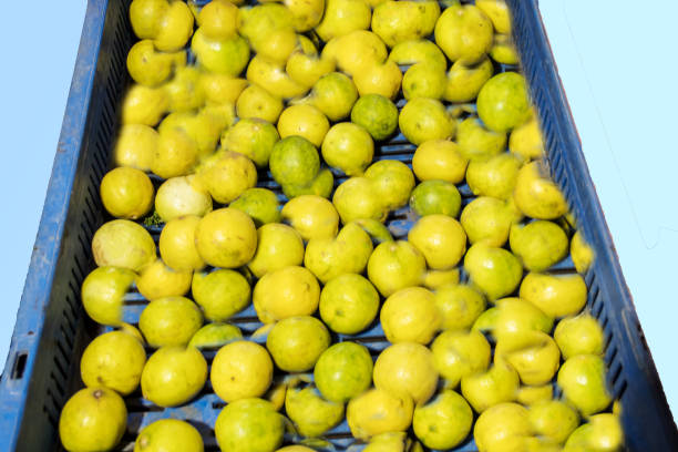 Several ripe yellow lemons are overflowing a vibrant blue ceramic pot hanging on a sunlit wall. With a glass brick wall and a blurred sea view in the background. Creating a cheerful summer atmosphere