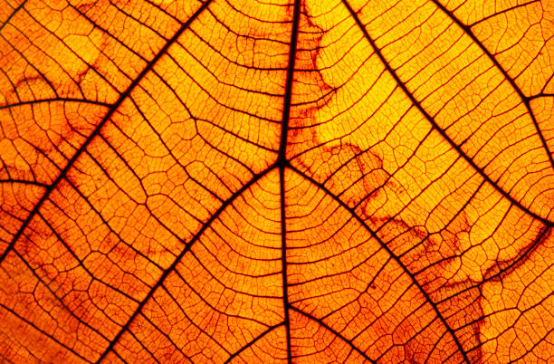 istock Old leaf transparance on back light and can see. Foliage shadow of background light fresh orange. 2152422650