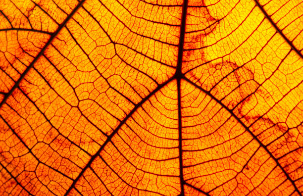 Old leaf transparance on back light and can see. Closeup of an orange leaf texture.