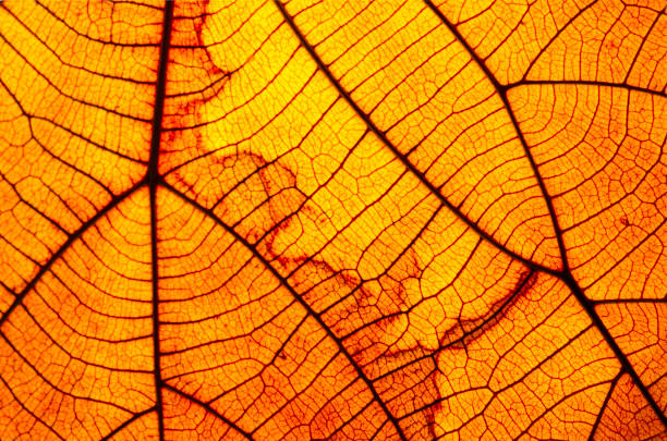 Old leaf transparance on back light and can see. Closeup of an orange leaf texture.