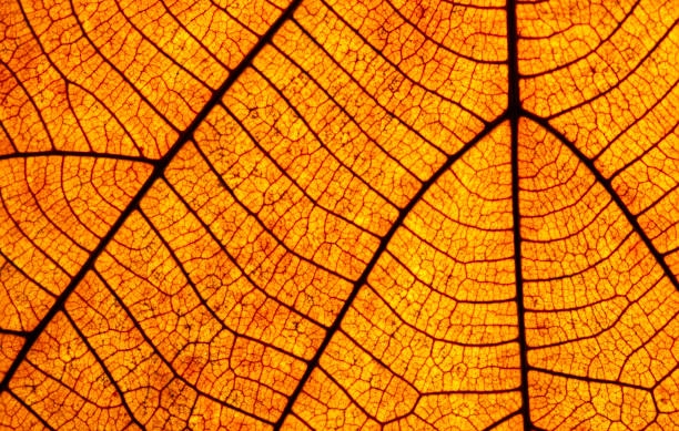 istock Old leaf transparance on back light and can see. Foliage shadow of background light fresh orange. 2152422667