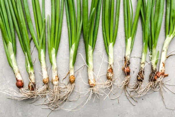 istock Fresh onion, green organic freshly harvested spring onions, top view 2152423186