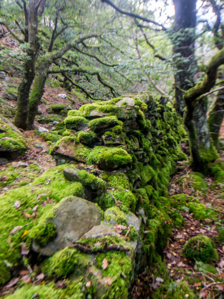 istock A broken moss covered drywall surrounded by ancient oaks in a Celtic Rainforest in Eryri National Park, Wales. 2152423536