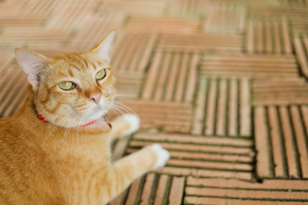 An orange cat with an annoyed face