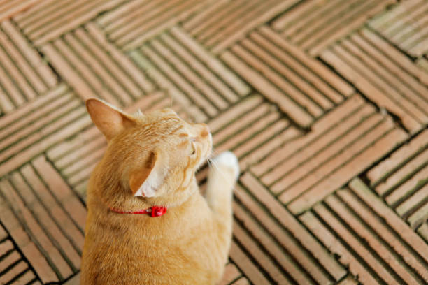 An orange cat with an annoyed face
