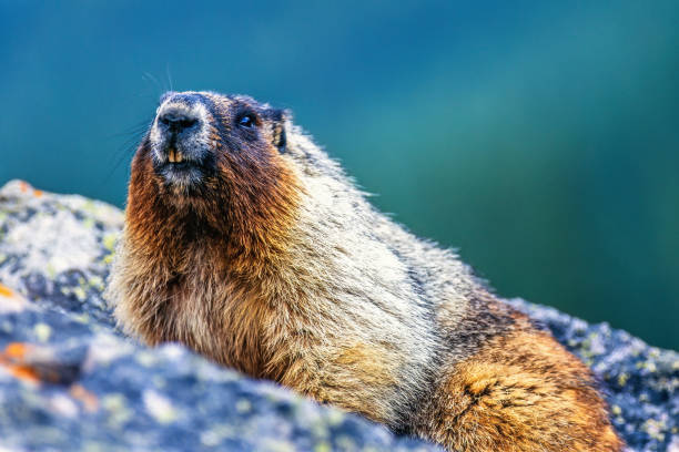 istock Cute Hoary marmot at a rock 2152424462