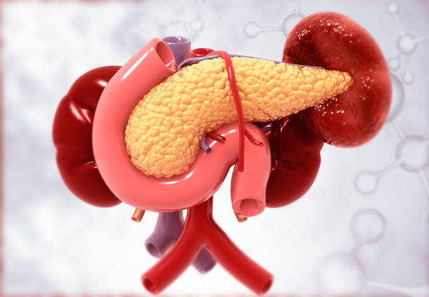 istock Human pancreas on scientific background 2152424617