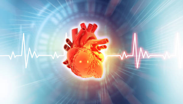 istock Human heart anatomy 2152424649