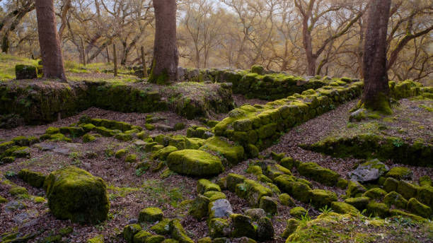 ruins in the woodland
