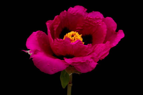 istock Bright red Tree Peony flower on black background. 2152427010