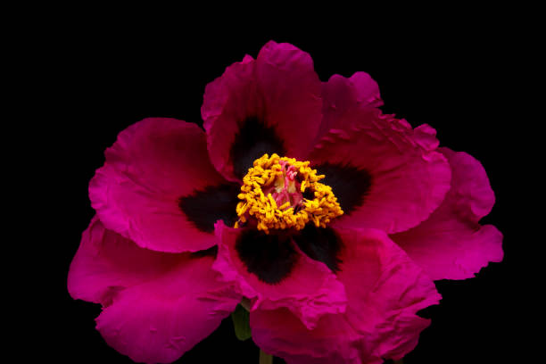 istock Bright red Tree Peony flower on black background. 2152427069