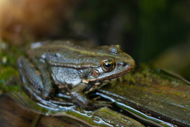 Iberian waterfrog, Iberian green frog, autumn leafs wet and the frog on themPelophylax perezi