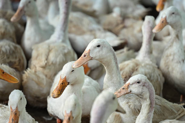 Group of ducks on organic ecological farm.