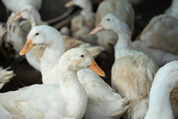 istock Group of ducks on organic ecological farm 2152429456