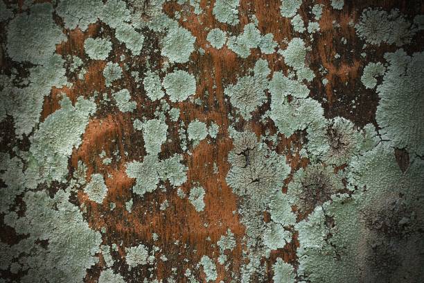 istock Close up bark of tree texture background 2152431134