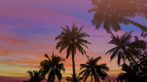 Banner Summer with colorful theme as palm trees background as texture frame background