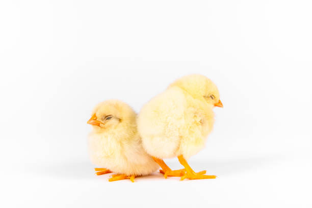 Sleepy chickens on white background. Horizontal photo.