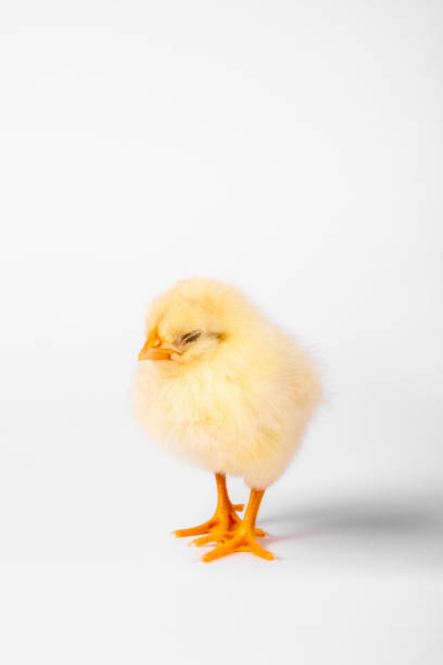 istock Sleepy chicken baby isolate on white background. Vertical photo. 2152432272