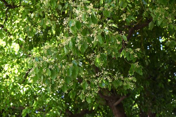 istock Camphor tree ( Cinnamonum camphora ) flowers. Lauraceae evergreen tree. 2152433141