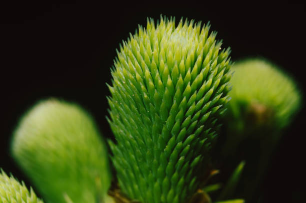 Macro shot of a beautiful fresh green pine conifer needles over dark background.