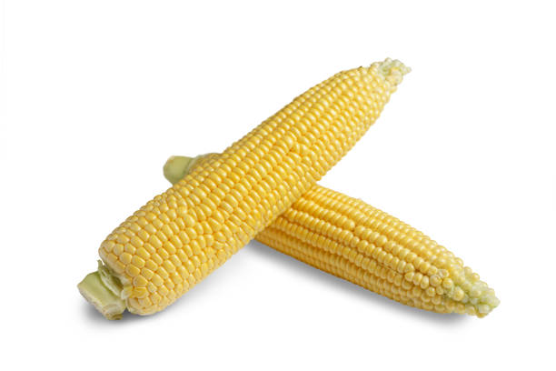 istock Two peeled fresh yellow ear of corn isolated on white background 2152434489