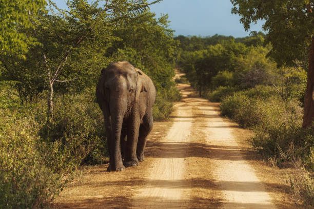 Elephant on the Road During Safari Tour