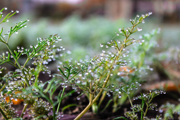 Transitional moment of autumn, when there is still green grass, but the first frosts have already arrived.