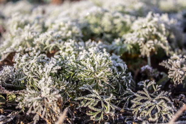 istock Greenery covered in dew and frost in close-up. 2152435851