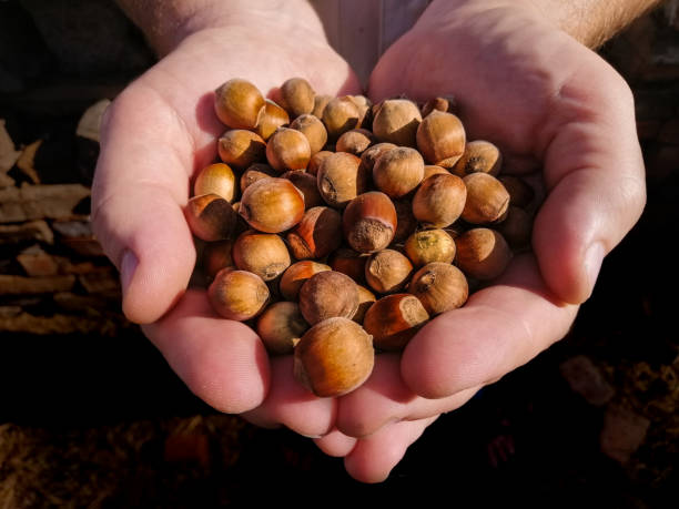 istock A handful of hazelnuts in hands. 2152435961