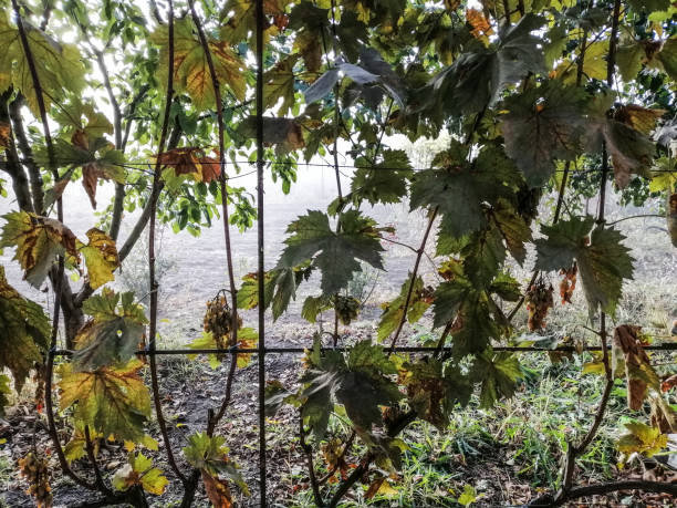 A grapevine with grape leaves, through which a misty autumn field is visible.