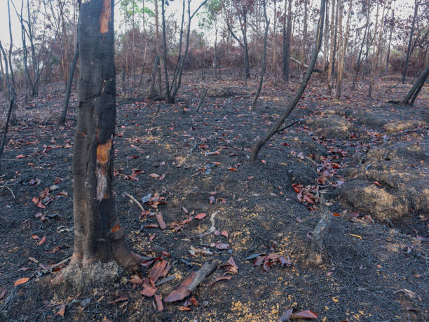 istock Burned forests leave behind charcoal and ash. natural disaster concept 2152437146