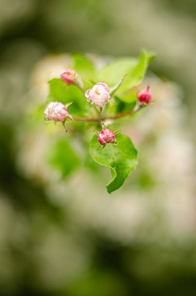 Blooming apple tree in a beautiful garden. Close-up. High quality photo