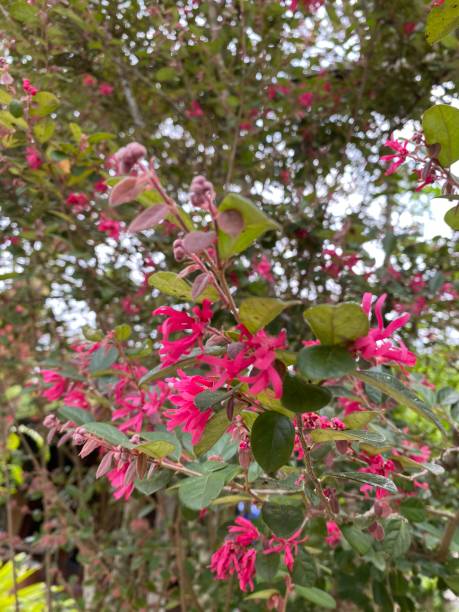 istock Beautiful pink flowers in the garden 2152439607
