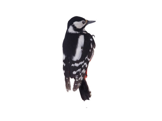 Great spotted woodpecker (Dendrocopos major) isolated on a white background
