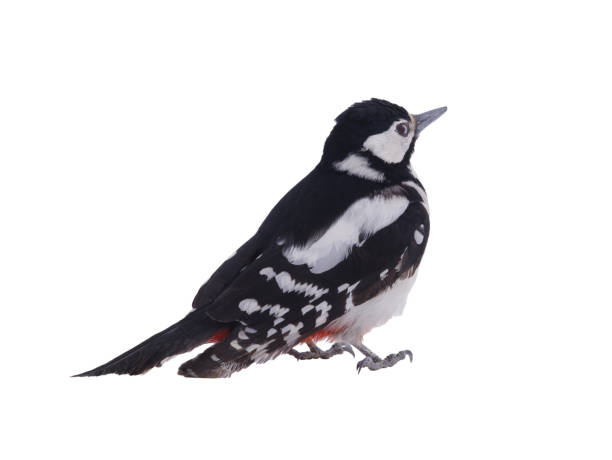 istock Great spotted woodpecker (Dendrocopos major) isolated on white background 2152441239