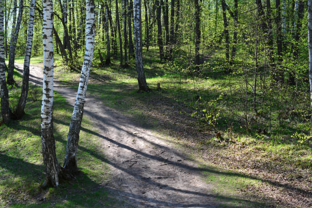 path in the forest