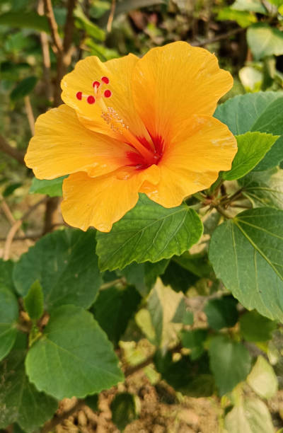 istock Yellow Hibiscus Flower in a garden 2152442957
