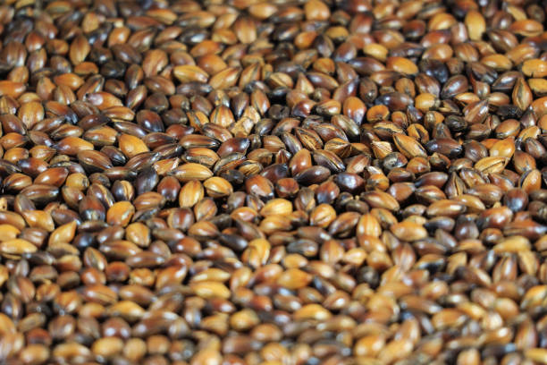 Close up of lots of dry uncooked hulled barley.