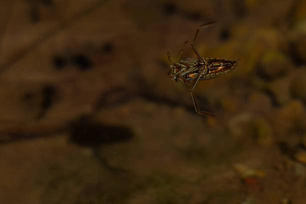 istock Backswimmer insect in their natural habitat 2152447168