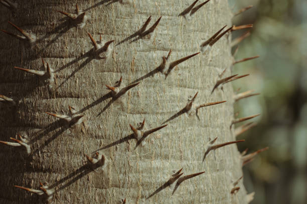 istock Close up of the trunk texture with sharp thorns on palm tree 2152448189