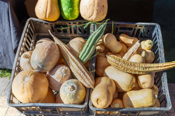 Organic pumpkins, squash and butternut displayed in a crate at the market.