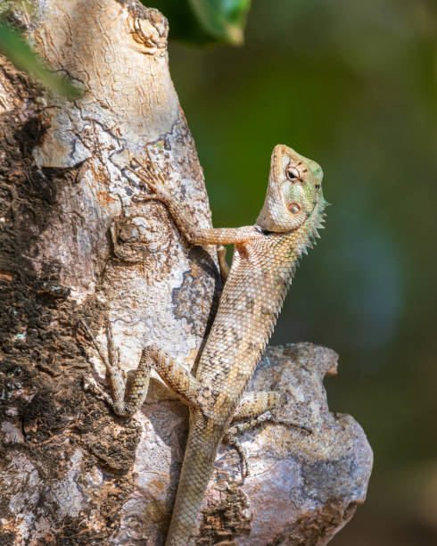 istock Changeable lizard on a tree at Yala National Park. 2152449137