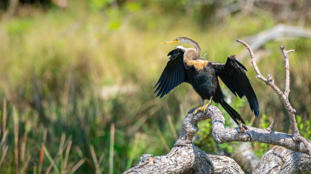 Oriental Darter drying itself with outstretched wings, perched on a fallen tree in Yala National Park.