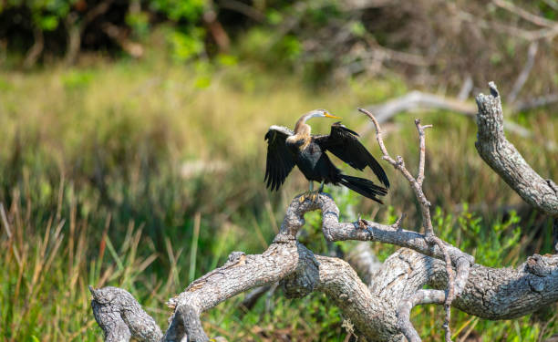 istock Oriental Darter drying itself with outstretched wings, perched on a fallen tree in Yala National Park. 2152449240