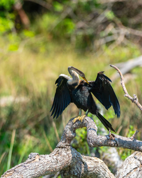 istock Oriental Darter drying itself with outstretched wings, perched on a fallen tree in Yala National Park. 2152449251