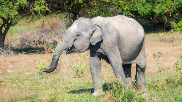 istock Young elephant wanders in the forest with wet trunk after quenching its thrust, 2152449321