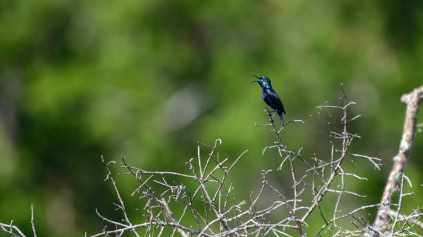 istock Purple Sunbird (Cinnyris asiaticus) chirping open beak at Yala National Park. 2152449332