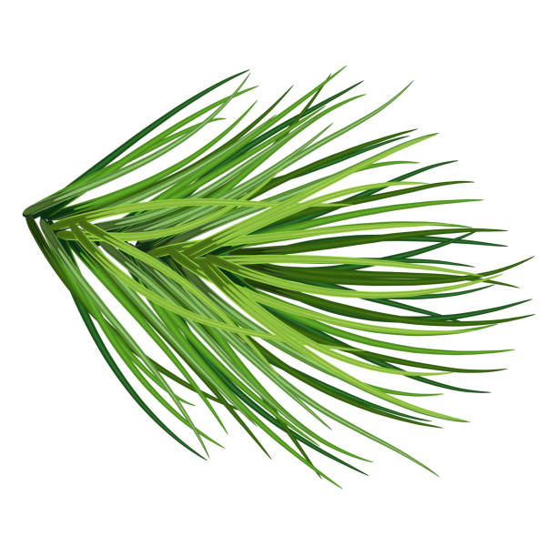 istock Pine branch .Christmas decorations. Christmas tree . illustration great for banners and greeting cards. vector. Eps 10 2152450125